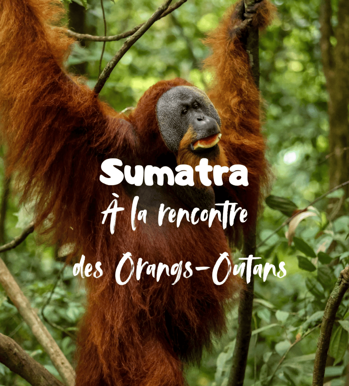 Sumatra